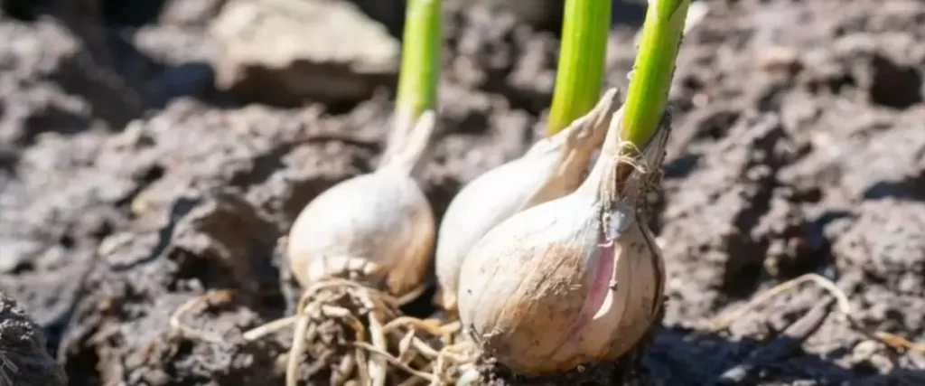 Fresh picked garlic clove