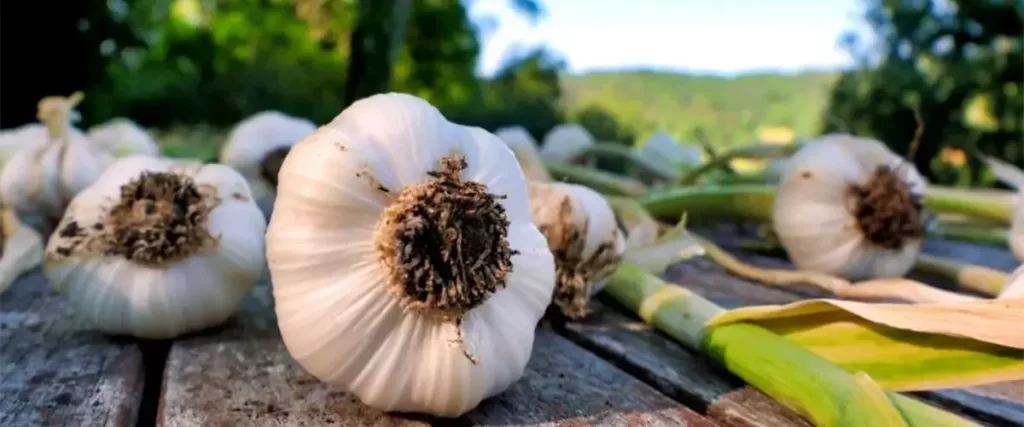 Hardneck garlic drying on table