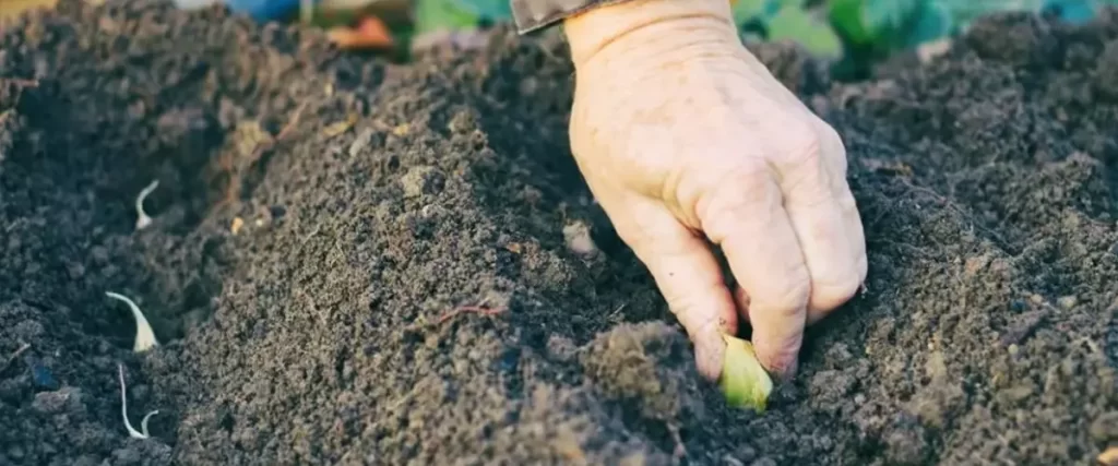 How to plant garlic with hand