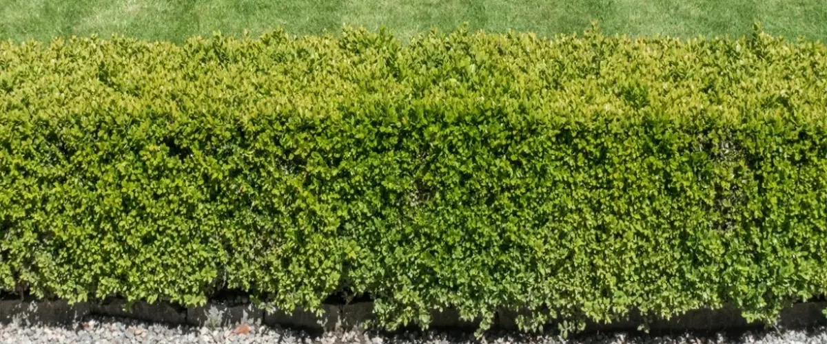Boxwood hedge by path