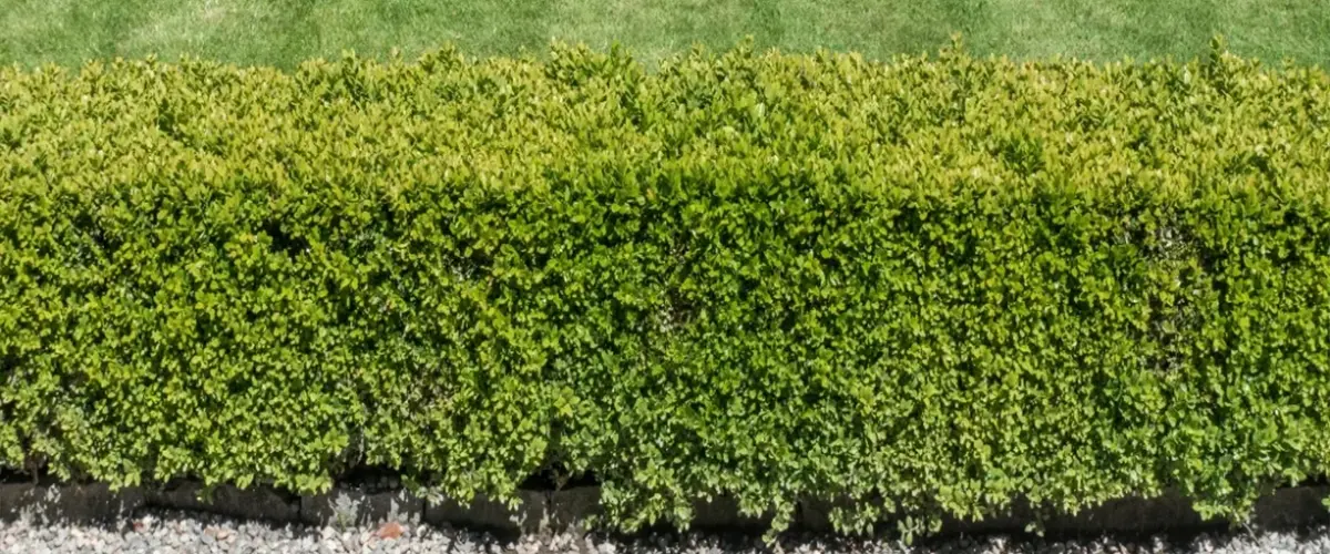 The Cost Of Boxwood Hedges - Farrell's Lawn & Garden Center