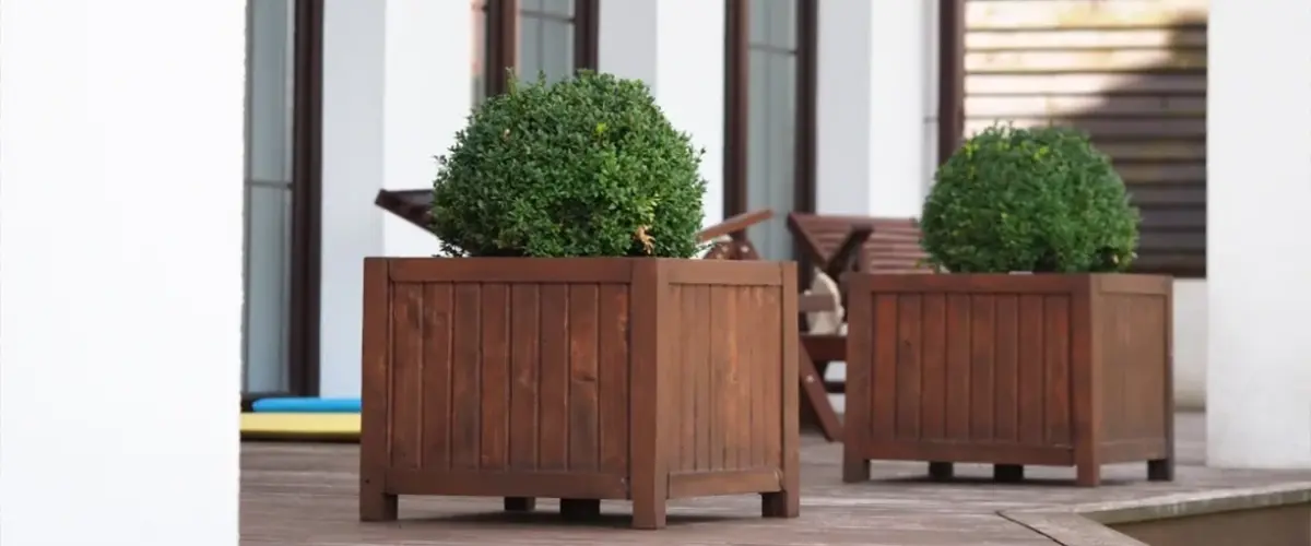 Small boxwood shrubs on porch