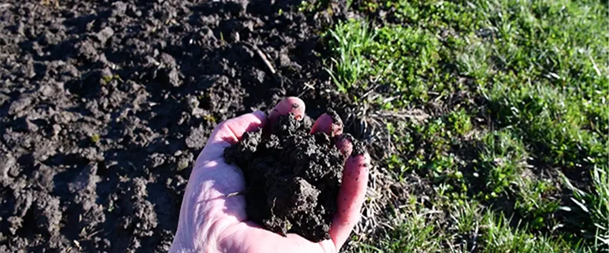 Hand holding topsoil in backyard