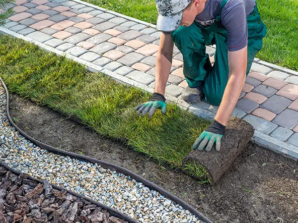 Installing lawn for landscape design