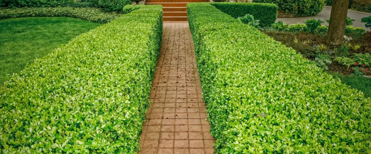 A formal red interlocking tile walkway bordered by a mature boxwood hedge