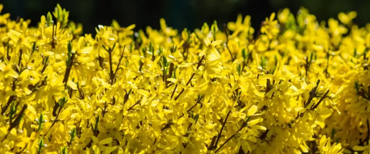 Blooming forsythia hedge