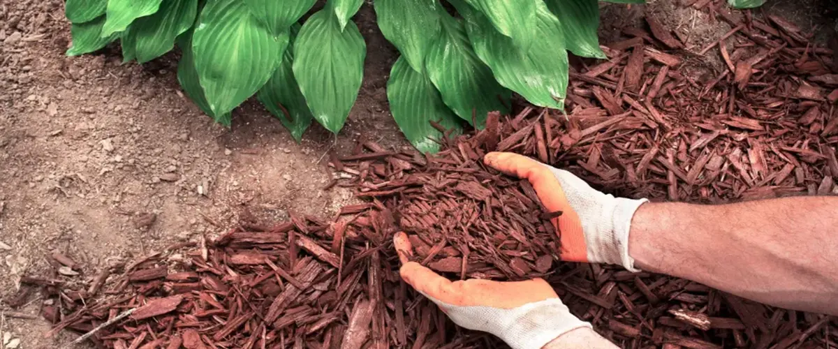 Hands holding mulch