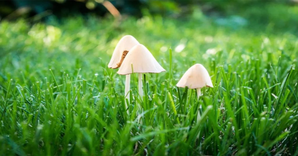 How to get rid of mushrooms like these in your lawn