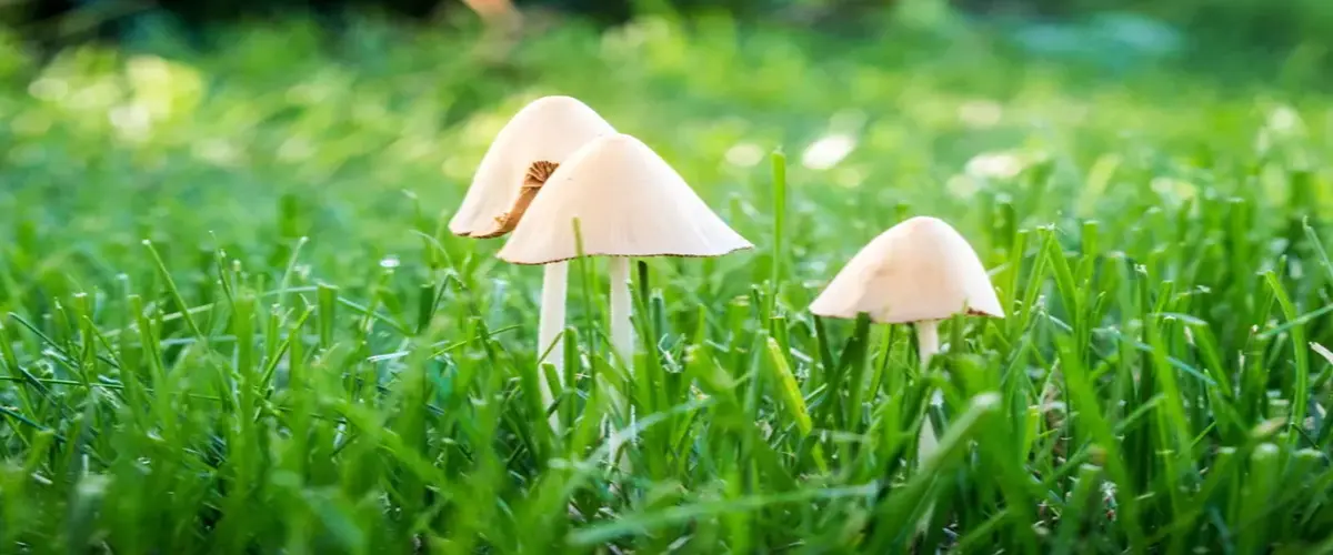 How to get rid of mushrooms like these in your lawn