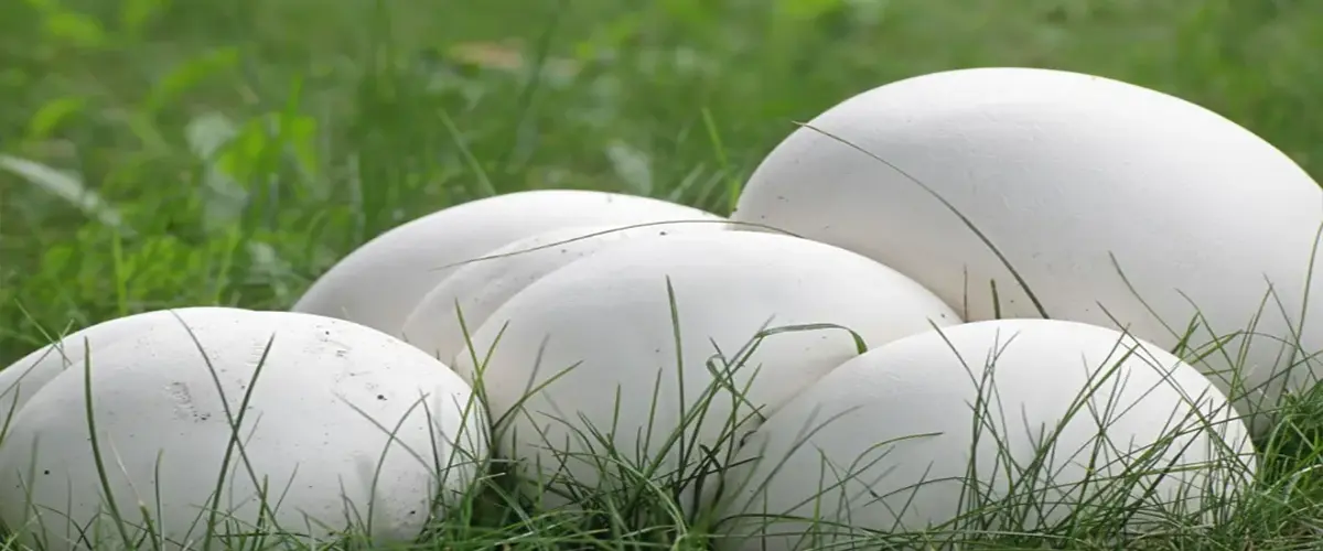 Puffball mushrooms