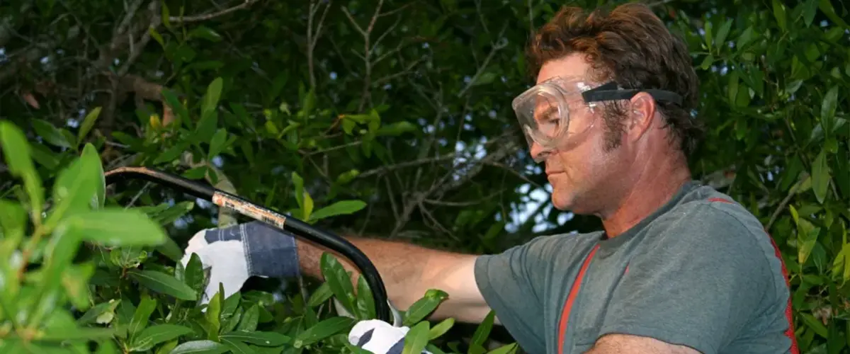 Trimming tree branches to reduce shade