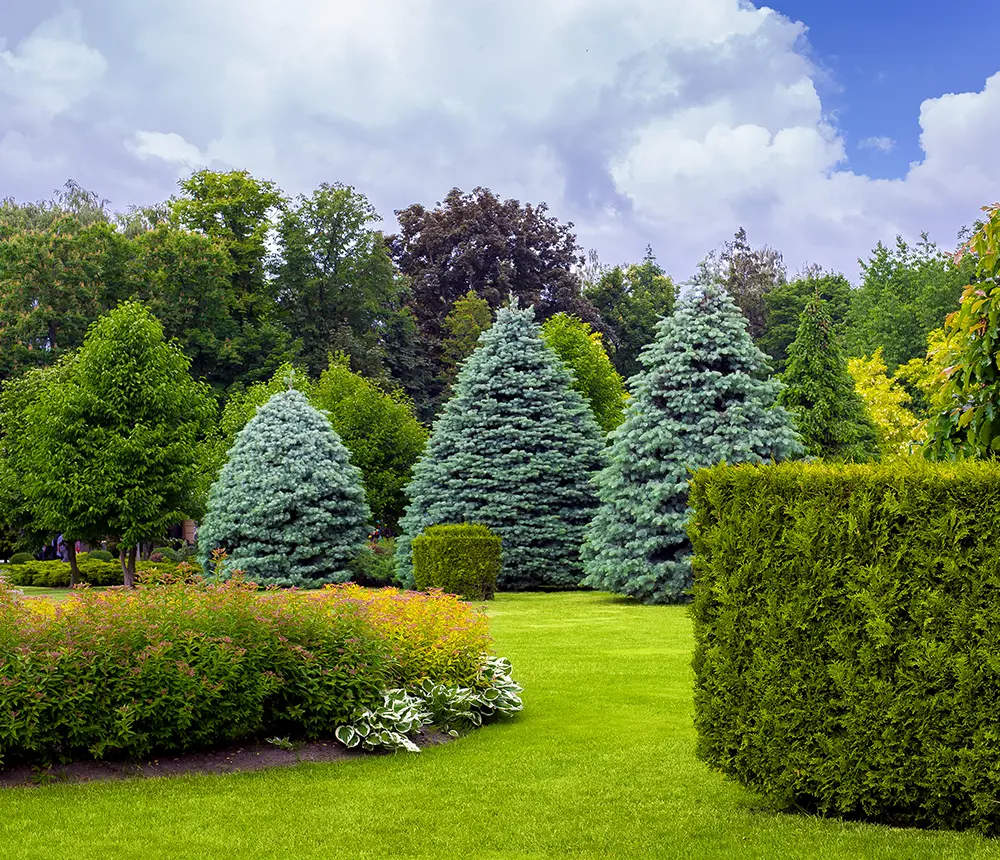 bush trimming best landscaping service