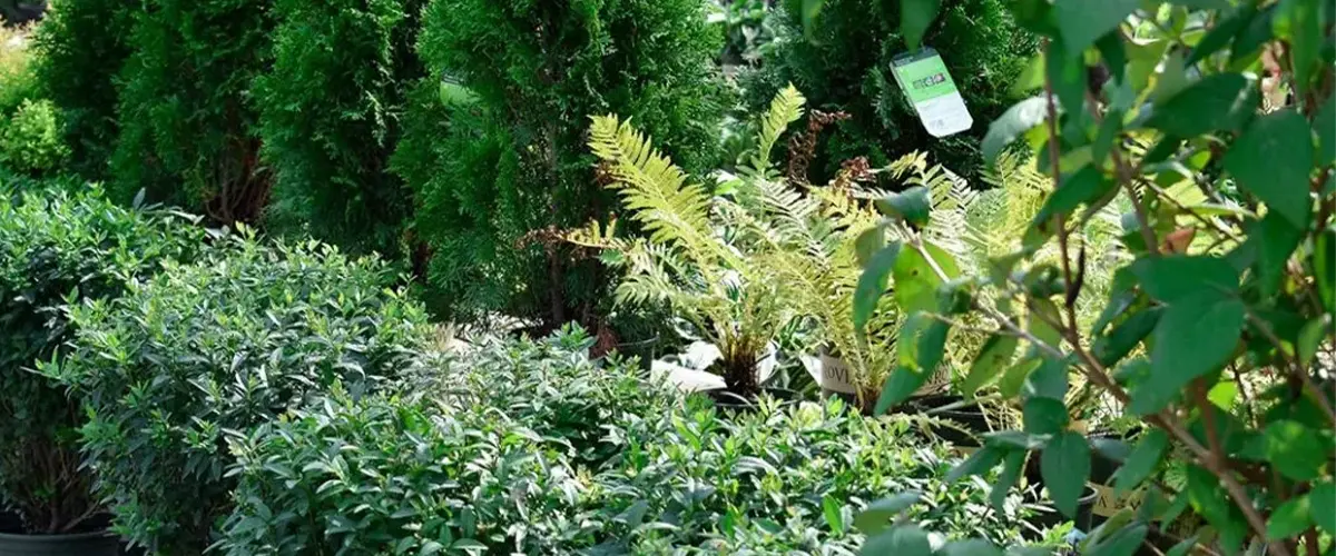 Ggrowing Green plants