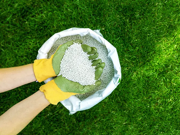 fertilize-lawn