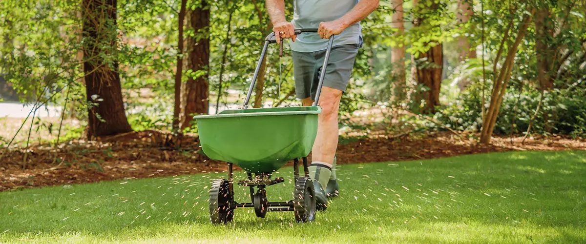 Man fertilizing and seeding residential backyard lawn with manual grass fertilizer spreader