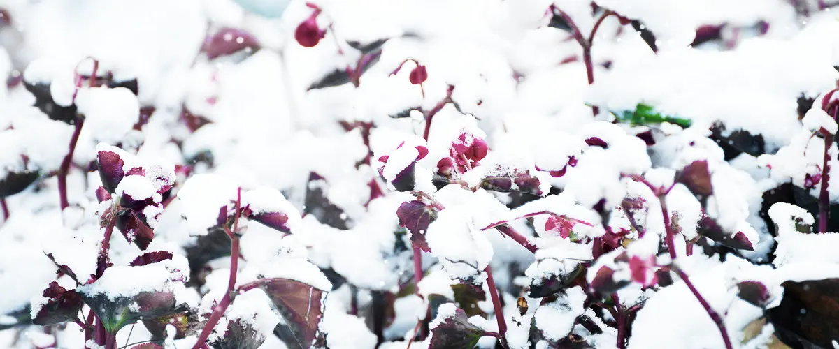 Rose flowers in the garden strewn with snow during a snowfall