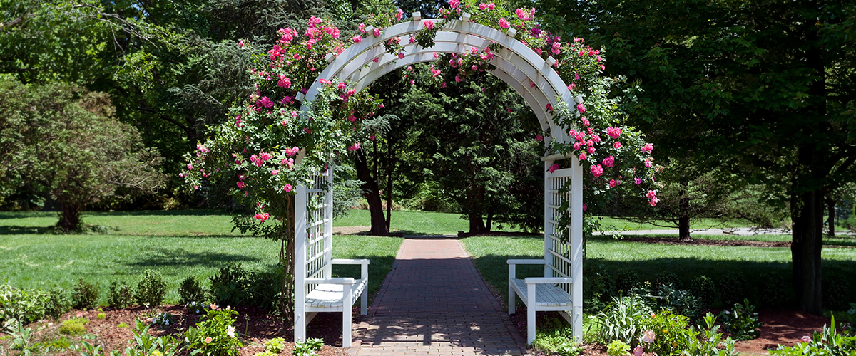 Pergola VS Trellis VS Arbor